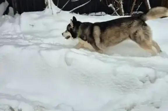 Найдена собака, Королёв, фото: Хаски найден на ул. 50-летия ВЛКСМ, 10Д