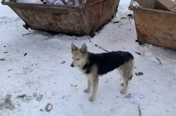 Найдена собака, Уфа, фото: Щенок найден на Вологодской улице, Уфа