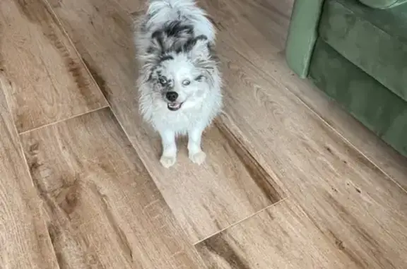 Пропала собака Лаки, Бассейная ул. 11 - photo