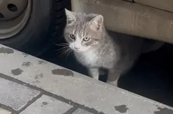 Найдена кошка, Краснодар, фото: Кошка без лапки на Лётчика Позднякова