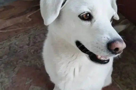 Пропала белая собака, 1-й пер. Сурова, 4 - photo