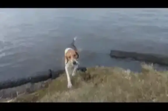 Пропала собака, Гальянская 24, Н. Тагил - photo