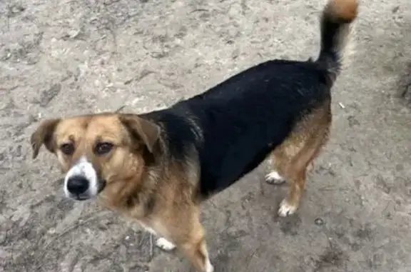 Пропала собака, ул. Гейне, Волгоград - photo