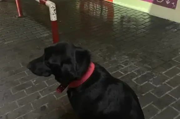 Найдена собака, Сочи, фото: Собака найдена у ТЦ Олимп, Сочи