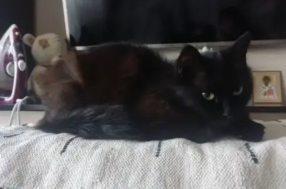 Найдена кошка, Саратов, фото: Найдена кошка: Большая Казачья 97/101, Саратов