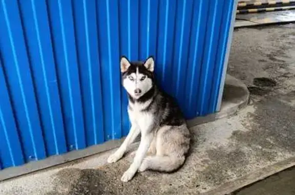 Найдена собака, Ставрополь, фото: Собака найдена: 2-й Юго-Западный, 5А