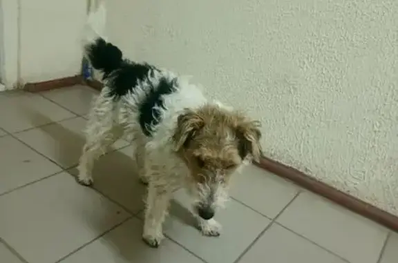 Найдена собака, Оренбург, фото: Собака найдена: ул. Мира, Оренбург