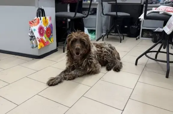 Пропала собака, Геодезическая 3, Обь - photo