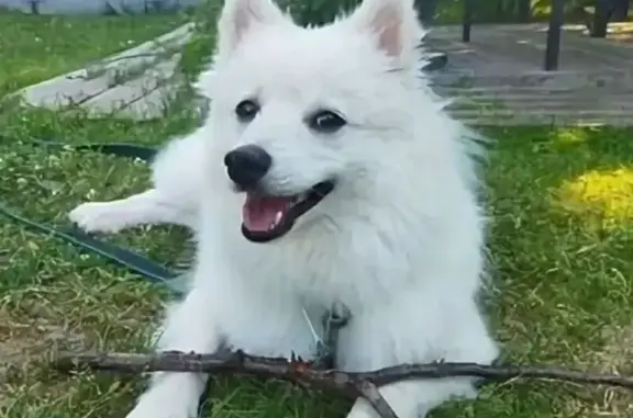 Пропала собака: ул. Павлюхина, 89, Казань - photo