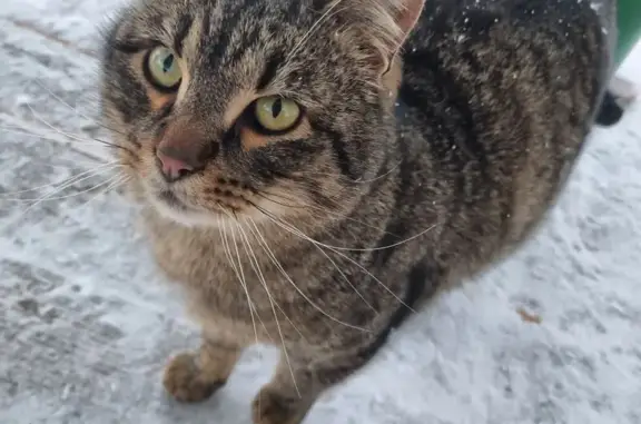 Найдена кошка, Санкт-Петербург, фото: Кошка найдена у Суздальского озера, СПб