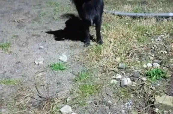 Пропала собака, Светлый, Калининградская обл. - photo