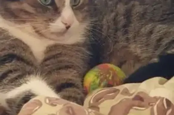 Пропала кошка, Юбилейная 1, Новосельцы - photo