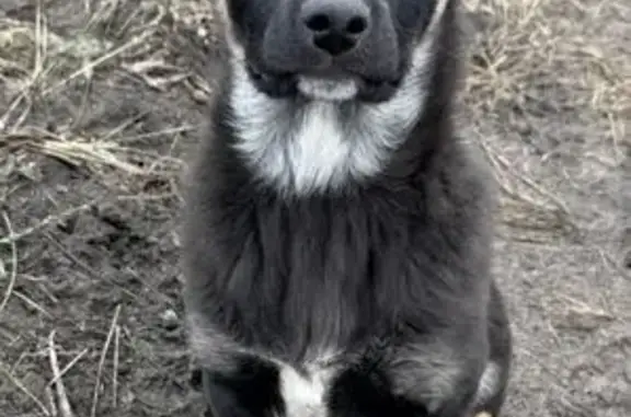 Собаки потеряшки, Воронеж, фото: Потеряшка собака, Воронеж, Воронежская обл.