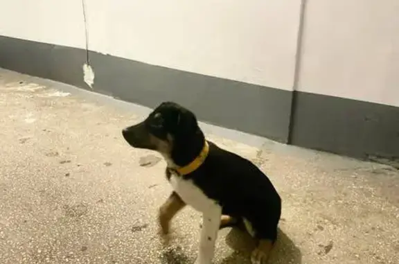 Найдена собака, Челябинск, фото: Щенок найден: ул. Сахарова, 10, Челябинск