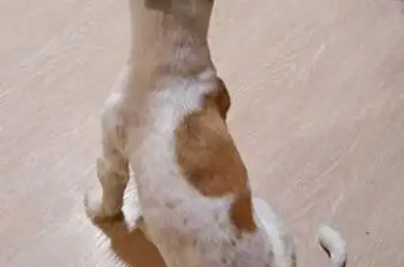 Пропала собака, Берёзовая 32А, Майма - photo