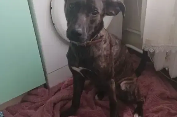 Найдена собака, Ростов-на-Дону, фото: Найдена собака, Вятская 67, Ростов-на-Дону