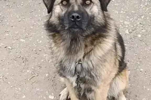 Пропала собака, Трудовая, Бессоновка - photo