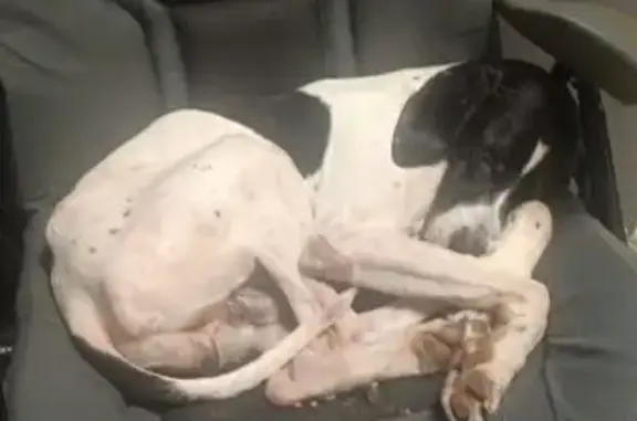 Пропала собака, МО, чёрно-белый пойнтер - photo