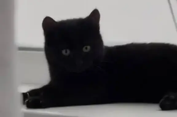 Найдена кошка, Лениногорск, фото: Кошка найдена на Садовой, 8, Лениногорск