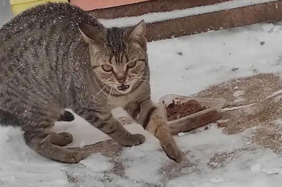 Найдена кошка, Москва, фото: Найдена кошка на Салтыковской улице