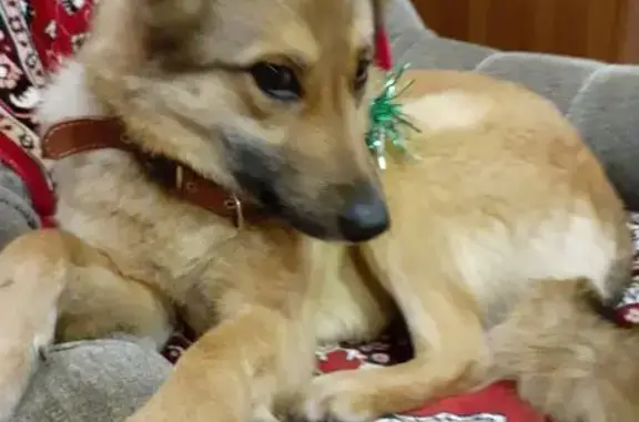 Пропала собака на ул. Вахрушева, Новомосковск - photo