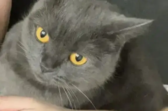 Пропала кошка, Промышленная 2, Братск - photo