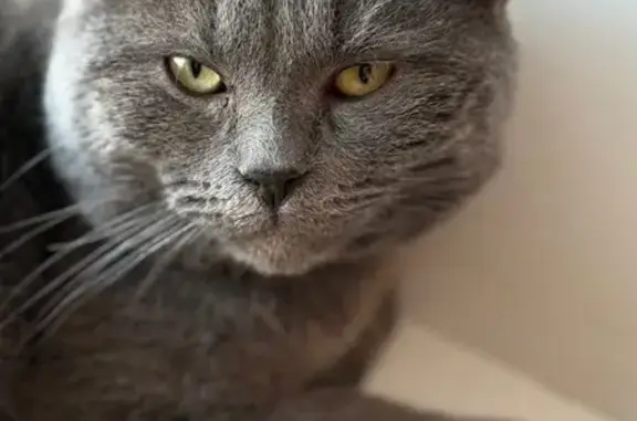 Найдена кошка, Нижний Тагил, фото: Кошка найдена: пр. Вагоностроителей, 2