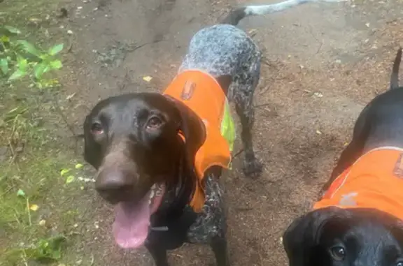 Пропала собака, Пасторское озеро, Юкковское - photo