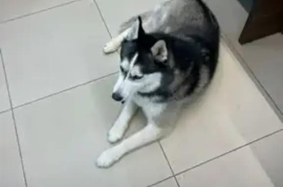 Найдена собака, Ярославль, фото: Найдена хаски, ул. Калинина, Ярославль