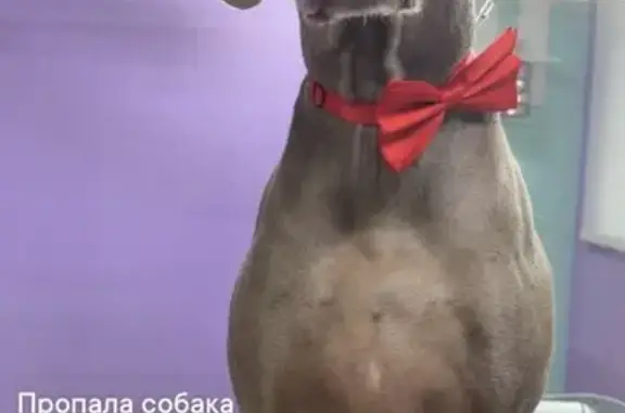 Пропала собака, Воскресенка, Самарская обл. - photo