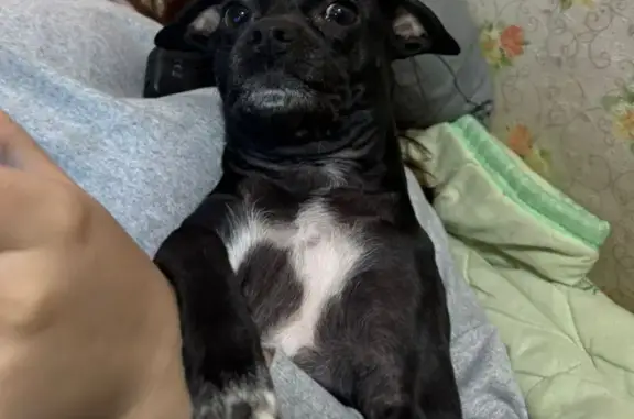 Собаки потеряшки, Саратовская, фото: Собака пропала на Шоссейной улице