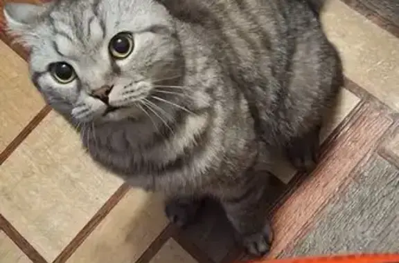 Найдена кошка, Киров, фото: Кошка найдена, ул. Пушкина, Киров