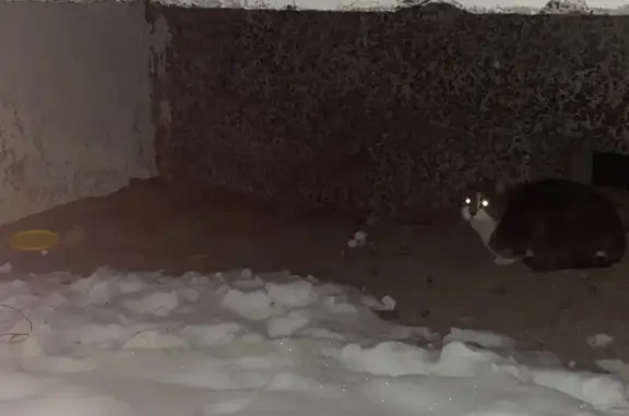 Кошка под балконом, б-р Интернационалистов - photo