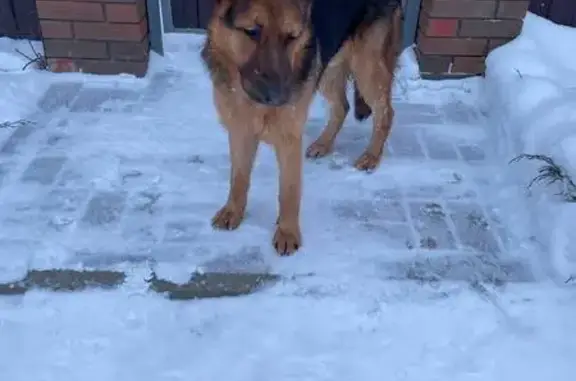 Найдена собака, Ярославль, фото: Собака найдена: Тверицкая наб., Ярославль