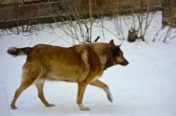 Пропала собака, ул. Маршала Жукова, 48 - photo