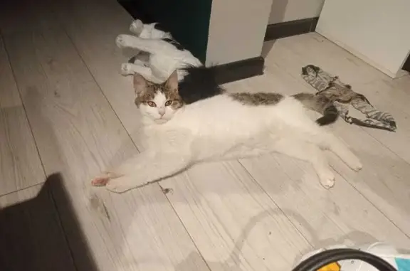 Пропала кошка, ул. Фрунзе 15, Жуковский - photo