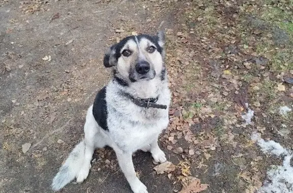 Пропала собака, ул. Нестеренко 27, Королёв - photo