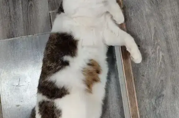 Кошки потеряшки, Кондрово, фото: Потеряшка кошка, Заречная ул., Кондрово