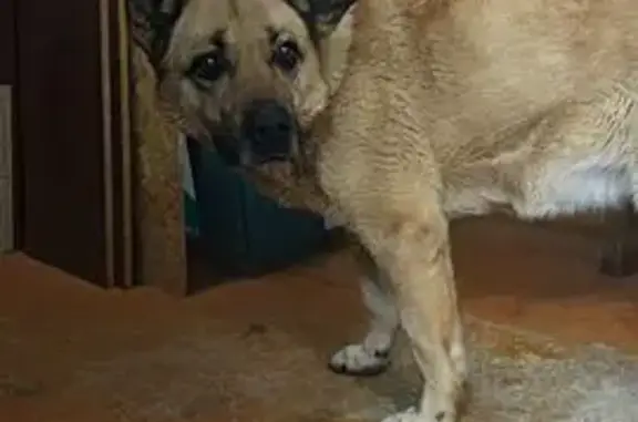 Найдена собака, Алексин, фото: Собака найдена: Алексин, Центральная 8/11