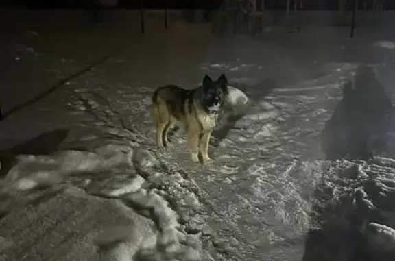 Найдена собака, Томск, фото: Собака найдена: ул. Герасименко, 3Г, Томск