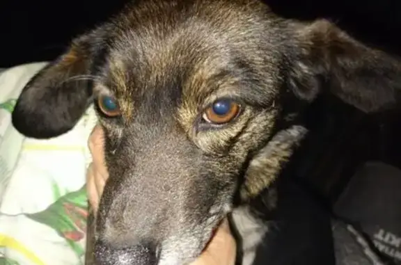 Найдена собака, Чита, фото: Собака найдена, ул. Гаюсана, 25, Чита