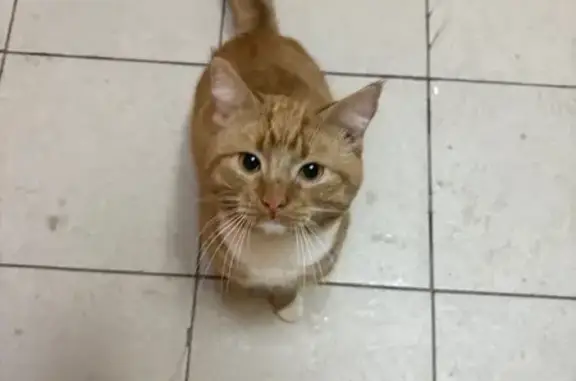 Объявления о пропавших и найденных животных, Вологда, фото: Найдена кошка, ул. Ловенецкого 15, Вологда