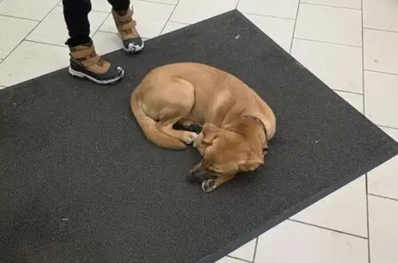 Найдена собака, Коммунар, фото: Собака найдена у Пятёрочки, Фабричная 9Б