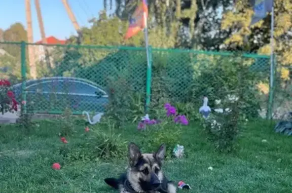 Пропала собака в Андреевском, МО - photo