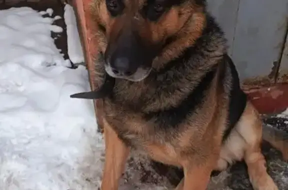 Найдена собака, Домодедово, фото: Найдена собака, Корнеева 50, Домодедово