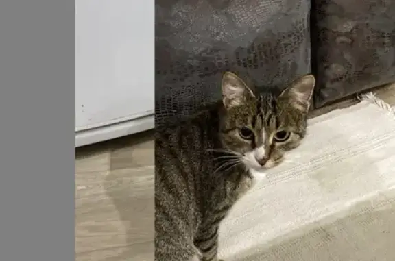 Найдена кошка, Выкса, фото: Кошка найдена: Молоденьк, Выкса, НО