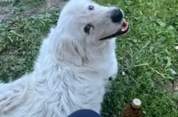 Пропала пожилая собака, Зюзино 128 - photo