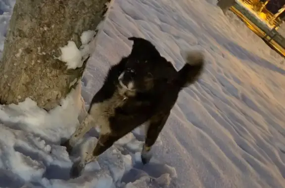 Найдена собака, Подольск, фото: Собака найдена на Февральской, Подольск