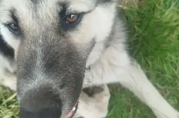 Пропала собака в СНТ Лира, Калининградская обл. - photo