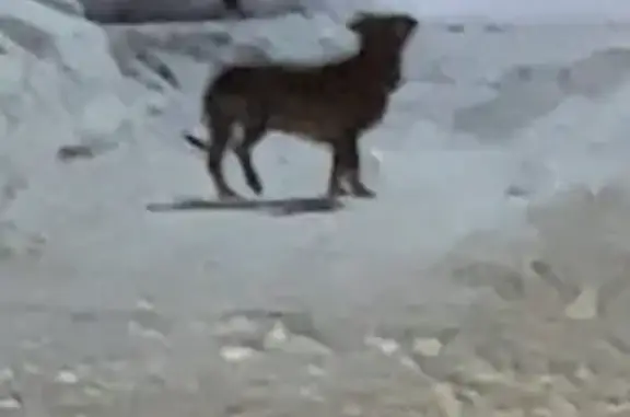 Найдена собака, Видное, фото: Такса найдена на Ольгинской 46, Видное